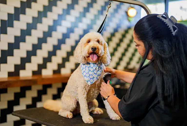 CreativeShiftArena Grooming: Where Style Meets Pet Comfort