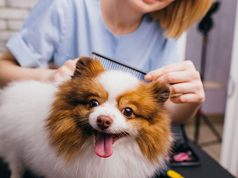 CreativeShiftArena Pet Grooming: Tailored Care for Your Furry Friends
