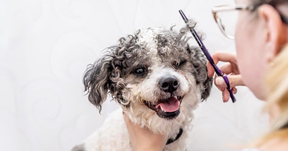 CreativeShiftArena Professional Pet Grooming: Safe, Gentle, and Stylish