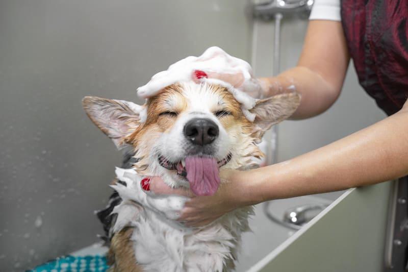 Pamper Your Pets with CreativeShiftArena's Expert Grooming Services
